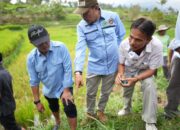 Bupati Solok Bersama Dinas Pertanian Lakukan Demonstrasi Penggunaan Obat Pembasmi Hama dan Tikus di Persawahan Nagari Talang