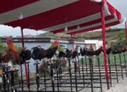 Kontes Ayam Kukuak Balenggek Ikut Meriahkan Festival 5 Danau Kabupaten Solok