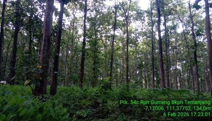 Perhutani, Kisah Panjang Rimba Jawa Sejak Dua Abad Silam