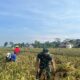 Panen Raya Bersama TMMD, Dari Bulir Padi Menguatkan Ketahanan