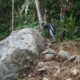 Tangan Terampil Sutardi Sulap Batu Kali Jadi Material Kokoh Penopang Jembatan