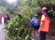 BPBD Padang Gerak Cepat Tangani Pohon Tumbang Akibat Cuaca Ekstrem