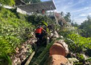 Hujan Disertai Angin Kencang, Pohon Tumbang di Dua Titik Kota Padang