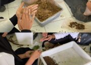 Bola Benih untuk Bumi: Aksi Mahasiswa Universitas Negeri Padang Pulihkan Hutan Pasca Bencana