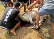 Perumda AM Kota Padang Salurkan 48 Hewan Kurban Idul Adha 1447 H