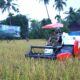 Perkuat Ketahanan Pangan Nasional, Danrem 032/Wbr Gelar Panen Raya di Kuranji