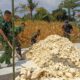 Menyulam Asa di Ujung Beton Kesongo: Ketika Peluh Satgas TMMD 129 Bojonegoro dan Warga Menyatu Tanpa Kenal Hari Libur