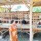TMMD 129 Bojonegoro: Babinsa Kesongo ‘Sentuh Hati’ Peternak Kambing