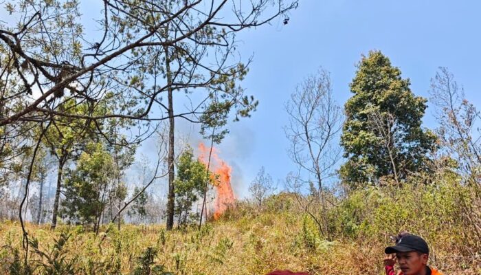 Kebakaran Lereng Lawu Mulai Padam, Perhutani Lanjutkan Pendinginan